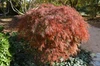 A weeping Crimson Queen Japanese Maple tree with delicate crimson laceleaf foliage in a garden setting.