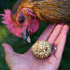 Chicken leaning toward a Happy Hen Treat Tumblers oat and mealworm ball held in an open hand.