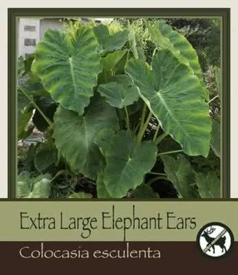 Netherland Bulbs Extra Large Elephant Ears Colocasia esculenta - CountryMax