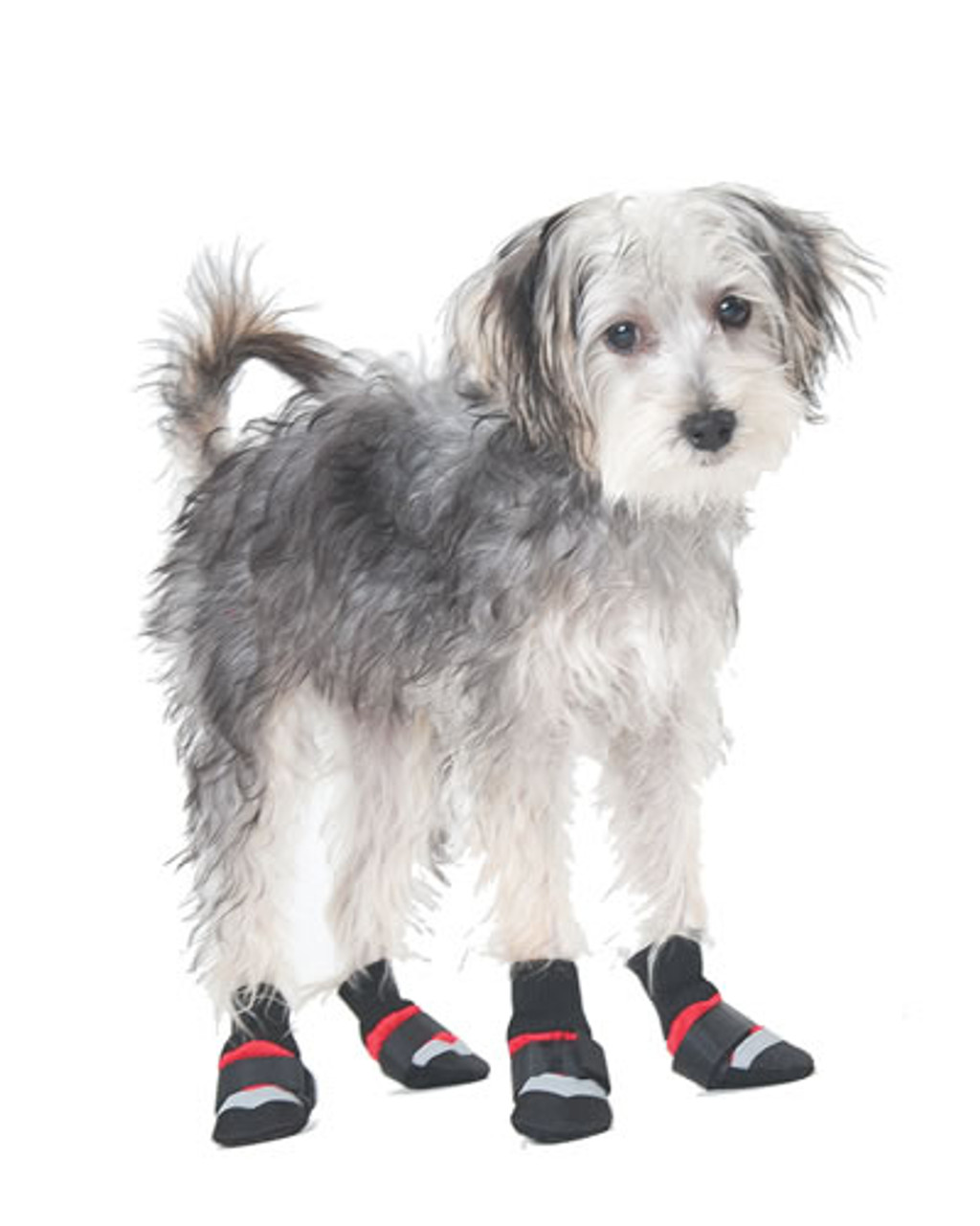 dog weather boots