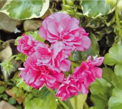 Geraniums 4.5
