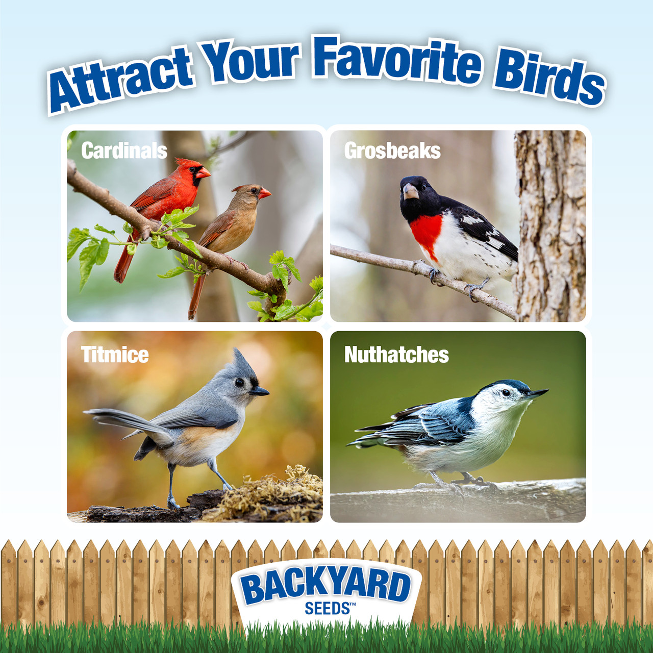 Safflower Bird Seed, Bulk Bird Food CountryMax