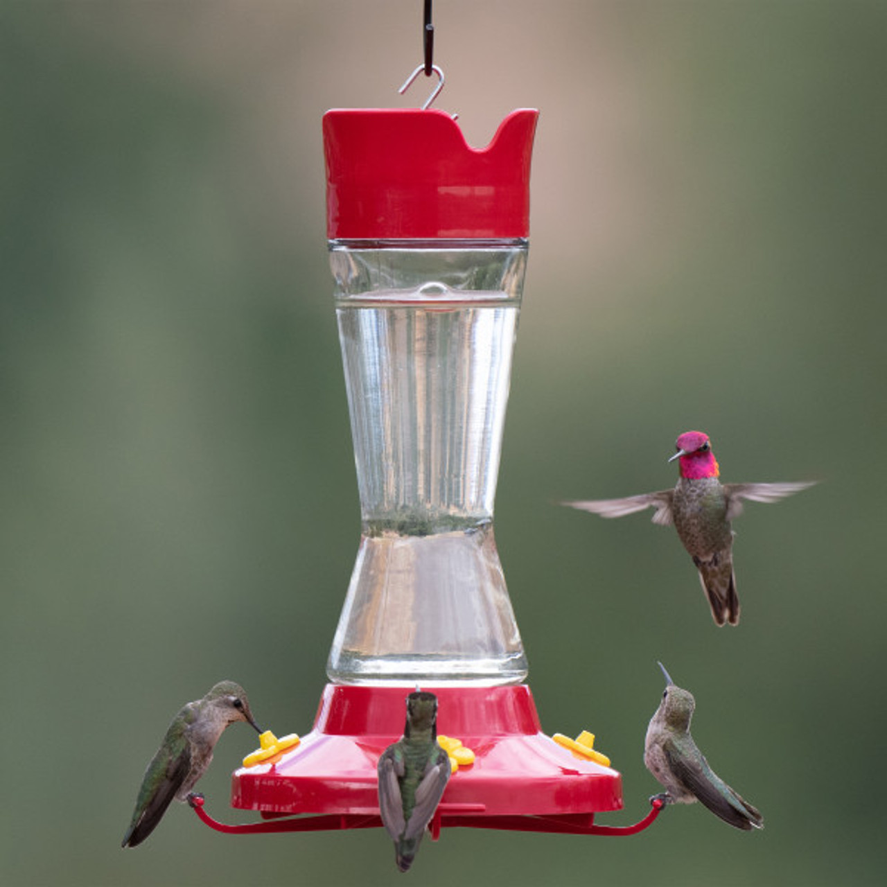 PerkyPet Hummingbird Feeder with Bee Guards CountryMax