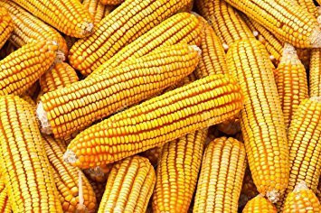 Bulk Corn Cobs For Wildlife Feeding 25 Pounds Countrymax