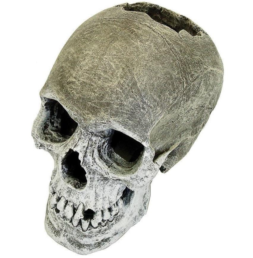 Blue Ribbon Exotic Environments Small Life-Like Human Skull