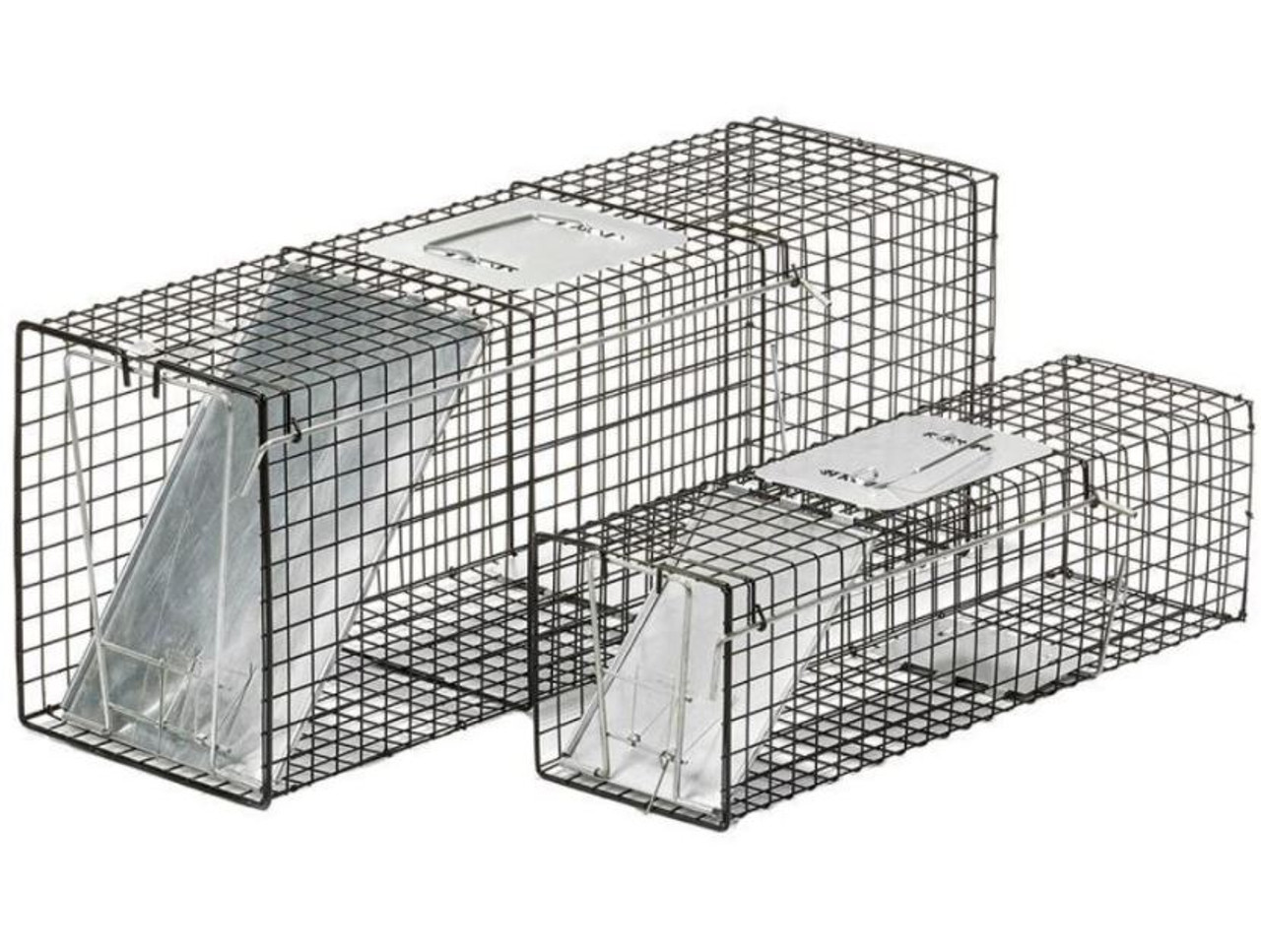 Duke Dog Proof Raccoon Trap - 2 Pack with Set Tool