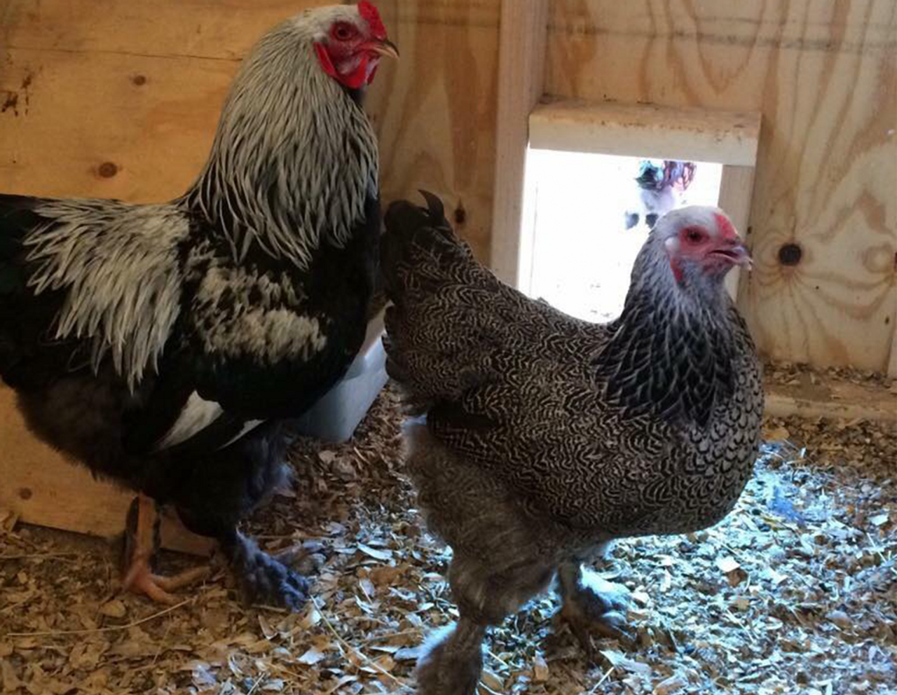 Hoover's Hatchery Dark Brahma Chicken - CountryMax