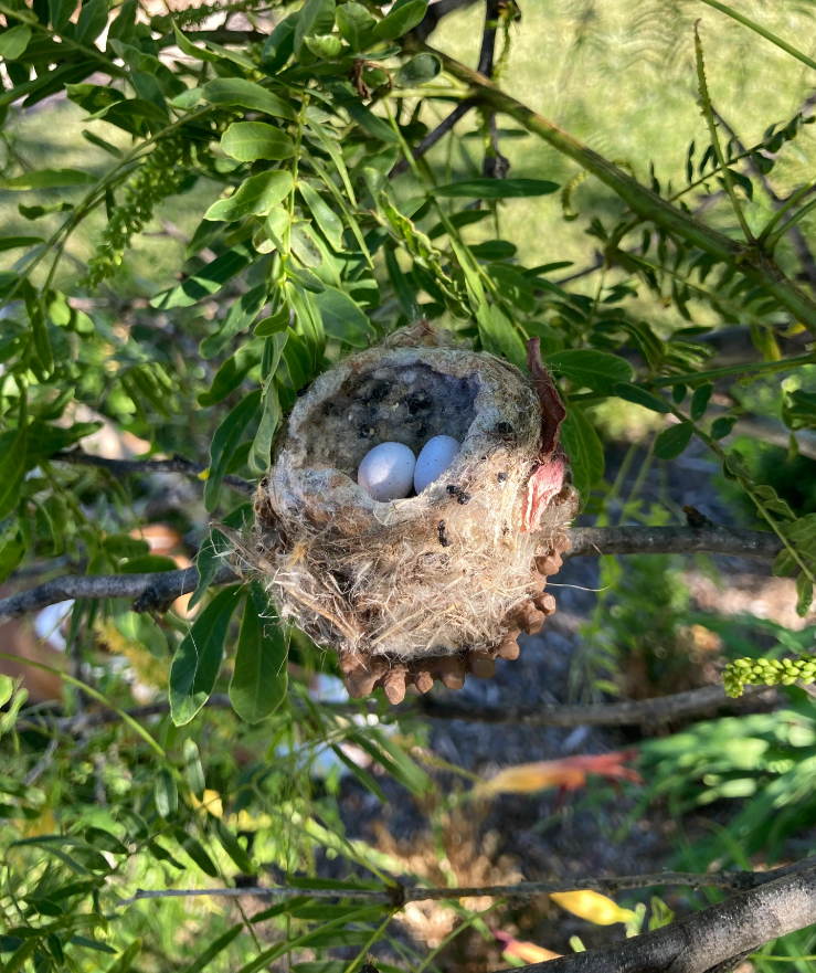 Quackups Hummingbird Nesting Pods, 2 Pack