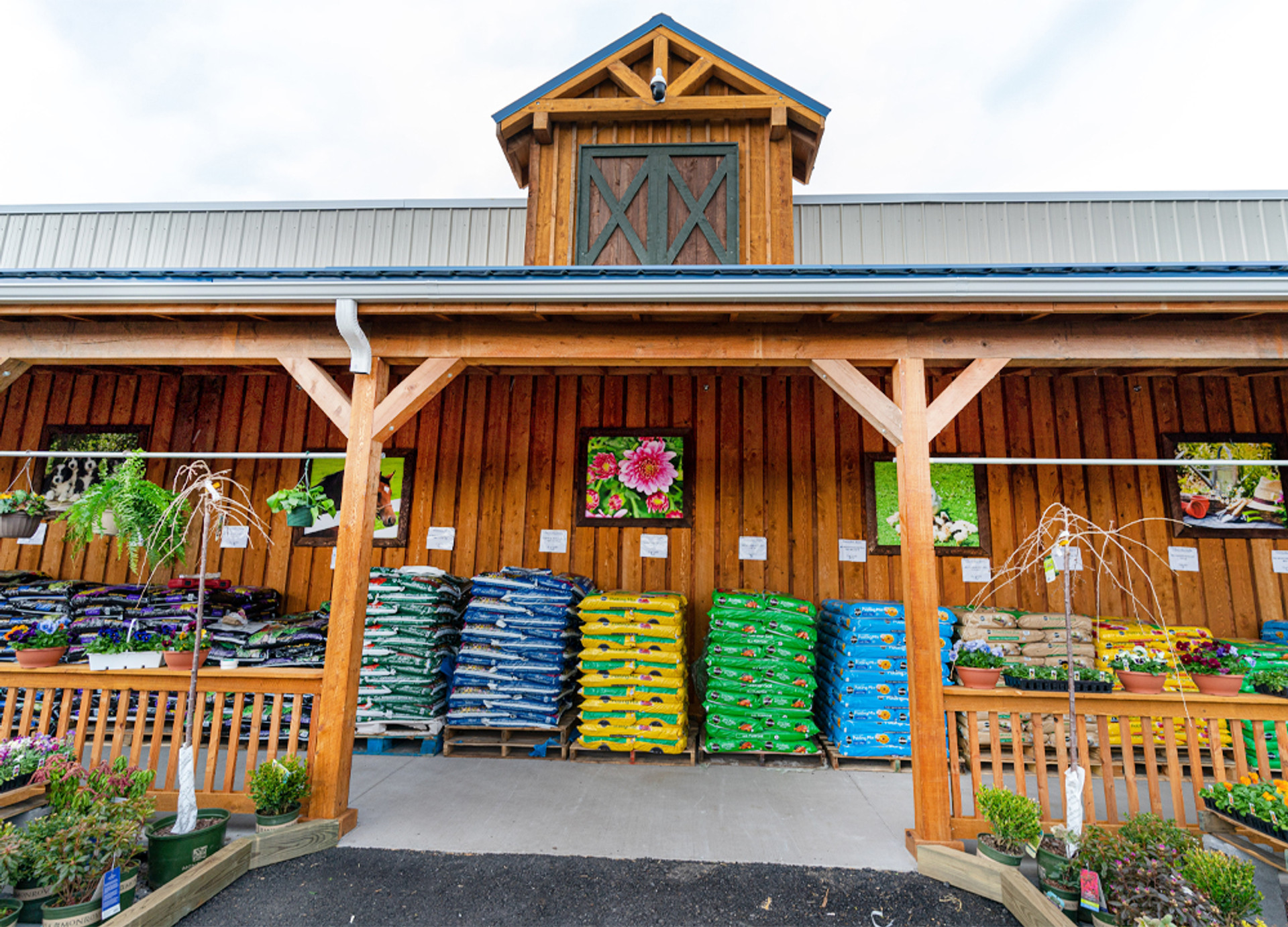 Fraser Fir (Abies fraseri) in Rochester Syracuse Tonawanda Cortland Batavia  New York NY at CountryMax Stores