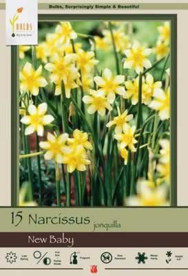 Netherland Bulbs Narcissus New Baby
