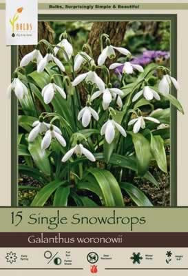 Netherland Bulbs Galanthus Woronowii Snowdrops
