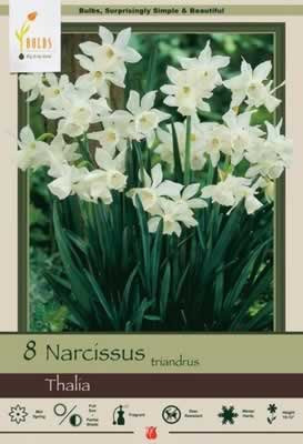 Netherland Bulbs Narcissus Thalia