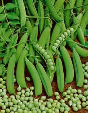 American Seed Company Bulk Little Marvel Peas
