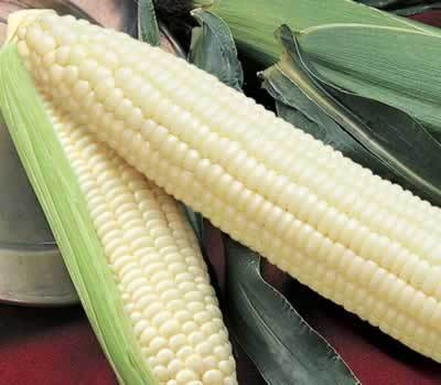 American Seed Company Bulk Silver Queen Sweet Corn