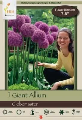 Netherland Bulbs Giant Allium Globemaster