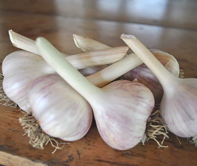 German Porcelain White Seed Garlic, 1 Pound