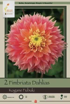 Netherland Bulbs Dahlia Fimbriata Kogane Fubuki