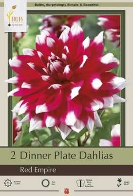 Netherland Bulbs Dinner Plate Dahlias Red Empire