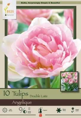 Netherland Bulbs Tulip Angelique