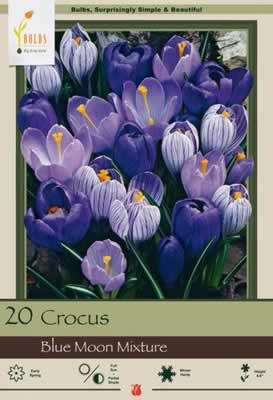 Netherland Bulbs Crocus Large Flowering Blue Moon Mixture