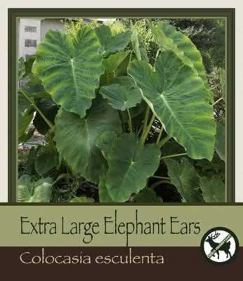 Netherland Bulbs Extra Large Elephant Ears Colocasia esculenta