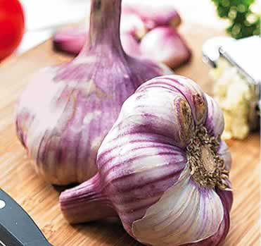 Netherland Bulb Chesnok Red Hardneck Garlic 2 Pack