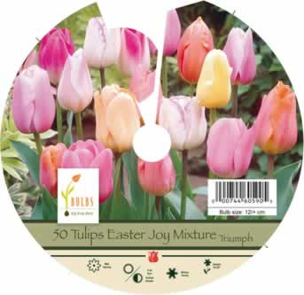 Netherland Bulbs Tulip Easter Joy Mixture 50 Bulb Value Pack
