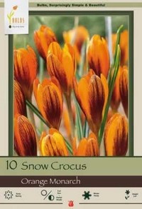 Netherland Bulbs Snow Crocus Orange Monarch