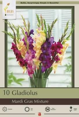 Netherland Bulbs Gladiolus Mardi Gras Mixture
