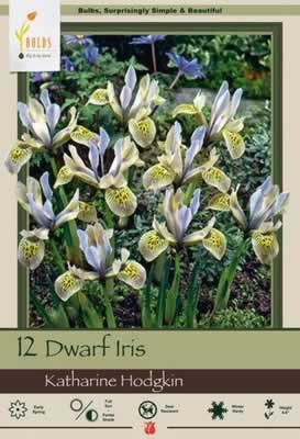 Netherland Bulbs Iris Katharine Hodgkin