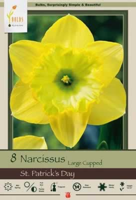 Netherland Bulbs Narcissus St. Patrick's Day