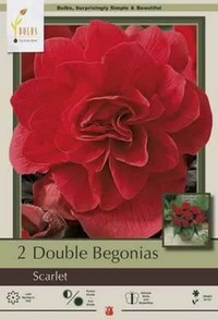 Netherland Bulbs Begonia Double Scarlet