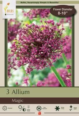 Netherland Bulbs Allium Giant