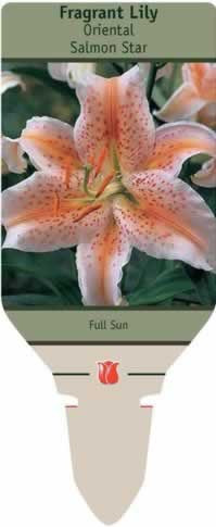 Netherland Bulbs Lilium Oriental Salmon Star