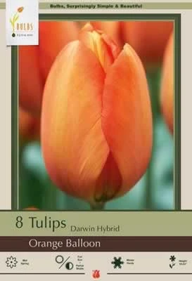 Netherland Bulbs Tulip Orange Balloon
