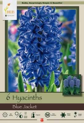 Netherland Bulbs Hyancinth Blue Jacket