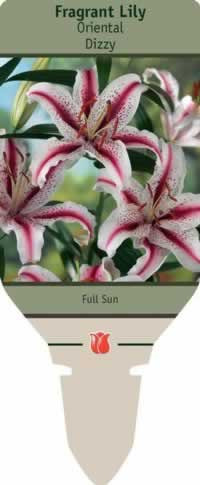 Netherland Bulbs Lilium Oriental Dizzy