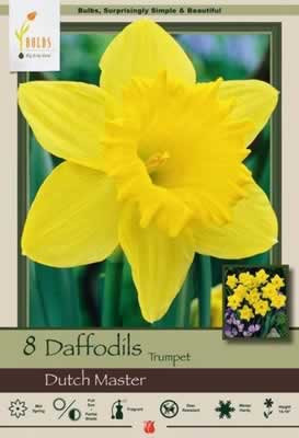 Netherland Bulbs Narcissus Dutch Master