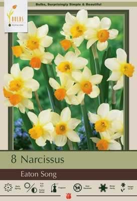 Netherland Bulbs Narcissus Eaton Song