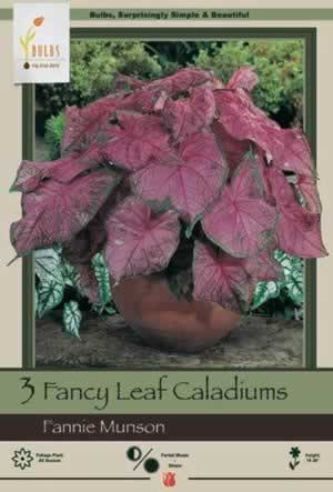 Netherland Bulbs Caladium Fannie Munson