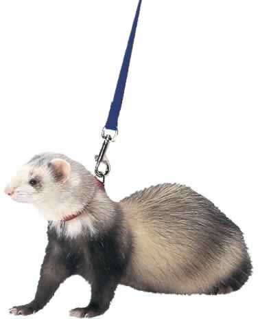 ferret pirate ship