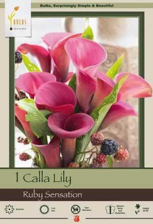 Netherland Bulbs Calla Lily Zantedeschia Ruby Sensation