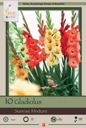 Netherland Bulbs Gladiolus Sunrise Mixture