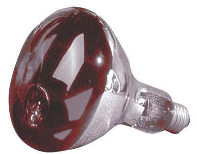 Red Heat Lamp 250 Watt