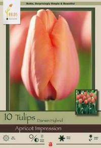 Netherland Bulbs Tulip Apricot Impression