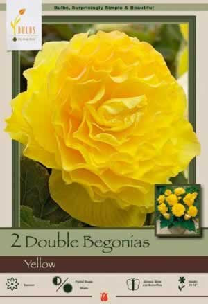 Netherland Bulbs Double Yellow Begonias