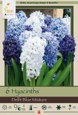 Netherland Bulbs Hyacinth Delft Blue