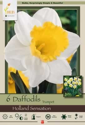 Netherland Bulbs Narcissus Daffodil Holland Sensation