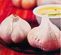 Netherland Bulb Elephant Garlic 2 Pack