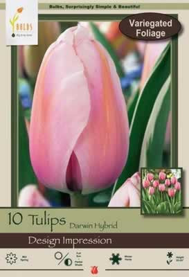 Netherland Bulbs Tulip Design Impression